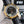 DEVILLE CHRONOMETER 40MM MOONPHASE GREY BLACK DIAL