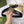 GC BELT GOLD BUCKLE BACK LEATHER 4.0CM