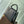 CAPUCINES MM 31 BLACK TAURILLON SILVER HARDWARE