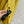 BV 25S Shirt Jacket In Yellow Cowhide Suede