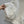 BV 25S Jacket Sheepskin Neck in White Cotton