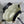 CD Small Toujours Vertical 18cm White and Black Lambskin