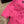 Chanel 26SS Knit Short-sleeved Top Pink in Cotton 161789
