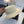 Celine Fedora Hat Cream White in PP straw 197595