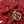 Dior 26 Bow Pearl Chain Clutch In Red Glossy Lambskin GHW