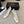 CC 26ss Logo Square-Toe Pumps White Lambskin 835685