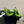 CC 26S Square-Toe Mary Jane Slingback Pumps Black Green Lambskin 835672