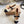 GR Mary Jane Flats Black Beige Lambskin & Fabric 851886