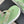 CC Crystal Logo Platform Thong Sandals Lime Green Tweed 887784