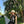CD Logo Hat 212623
