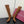 GG Signora Horsebit Knee-High Boots 8.5CM Brown Suede 984463
