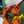 HM BRIDE-A-BRACE 25 ORANGE CANVAS
