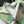 Evelyne 29cm Green Togo Shw