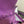kelly to go wallet 20.5 purple epsom silver hardware