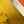 Evelyne 29cm Dark Yellow Togo Shw