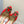 Manolo Buckle Slingback 7cm Red Silk 208030