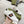 gg ace sneaker white calfskin with bee