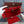 HM HERBAG ZIP 31 RED AND CIDER CANVAS