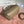 FISH BAG 24 BEIGE CREAM LEATHER