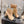 CC 26s Booties 6.5cm Black Beige Sheepskin 966879