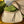 OPHIDIA GG SMALL 25 HANDBAG BEIGE AND WHITE SUPREME CANVAS