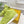 FENDI LOGO SOCK SNEAKER BOOTS IN YELLOWISH GREEN LAMBSKIN