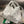 MEDIUM 28 CASSETTE WHITE LAMBSKIN