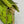 BAGUETTE MINI 19 IN LIMERICK GREEN SEQUINS GOLD HARDWARE