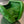 KNOT 19 IN EMERALD GREEN LAMBSKIN