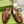 BLONDIE LOGO-PLAQUE LOAFERS IN SYRUP BROWN CALFSKIN