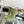 CC Rainboots Green Rubber 204201