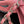 CC LARGE 50 TOTE BAG IN LIGHT PINK CANVAS WITH STRAP