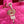 medium lady d-joy 26 pink lambskin