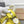 NEO CAGOLE 26 IN WATTLE YELLOW LAMBSKIN