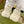 GG Rhyton Trainer Leather White Pink