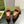 Blondie logo plaque loafers in bronze brown suede with gold hardware