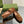 Blondie logo plaque loafers in bronze brown suede with gold hardware