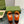 BLONDIE LOGO-PLAQUE LOAFERS IN TIGER ORANGE SUEDE