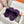 chypre sandal purple lamb wool