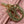 MY CD 24 TOP HANDLE BAG PINK LAMBSKIN