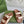 GC sandal with Double G Brown mix Beige Canvas Sheepskin 291016