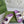 GC sandal with Double G Purple Canvas Sheepskin 291018