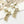 CD 26S Star Crystal Fringe Pearl Earrings In Gold Tone Metal 631052