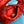miu wander hobo medium 23cm red metalasse lambskin