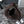 BV 25 Hop Bag Dark Brown Suede