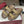 GG 26ss Platform Slippers Monogram Canvas Sheepskin