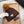 BEANIE HAT IN CHOCOLATE BROWN WOOL 352364