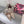 DC Colorful Crystals Gold Lace & Lurex 343137