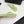CC Crystal Logo Thong Sandal Lime Velvet 352480