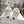CD Dior Star Platform Sneaker In White Cowhide 996422